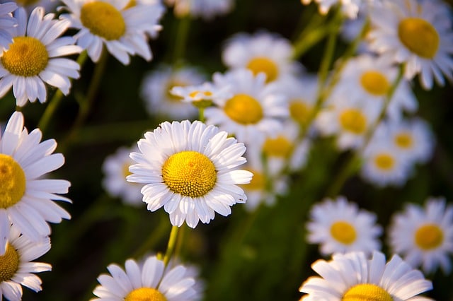 Flowers for Healing | Chamomile
