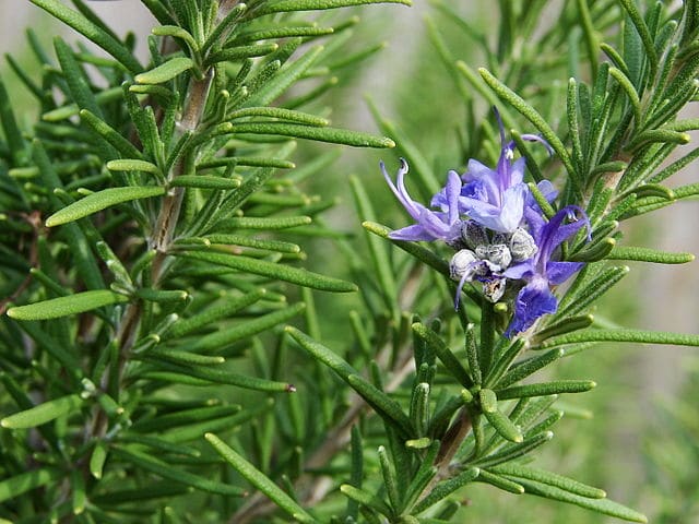 Herbs for Healing | Rosemary